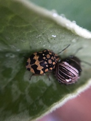 Orsilochides scurrilis