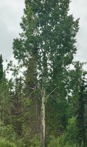 quaking aspen