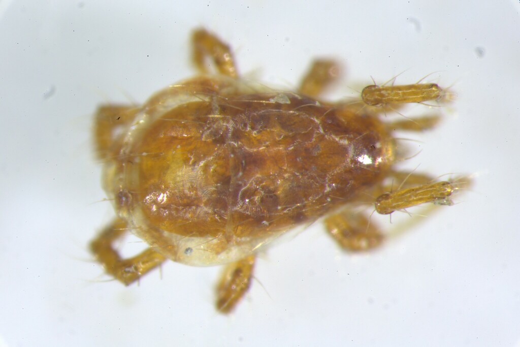 Cyrthydrolaelaps hirtus