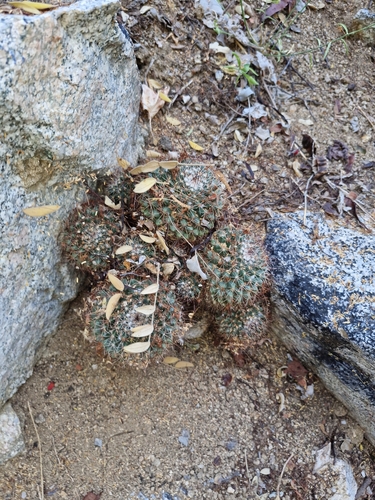 Mammillaria petrophila