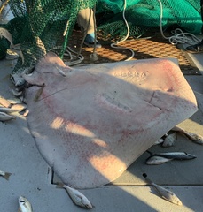 Roughtail Stingray photo 3