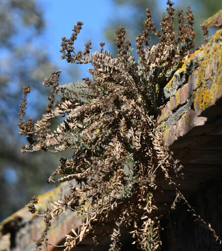 Image of Linaria tristis by (c) Kian Hayles-Cotton, some rights reserved (CC BY)