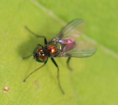 Diaphorinae