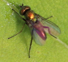 Diaphorinae