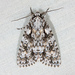 Dagger Moths - Photo (c) Ken-ichi Ueda, some rights reserved (CC BY)