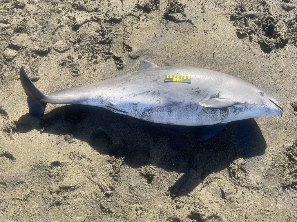 Phocoena phocoena vomerina