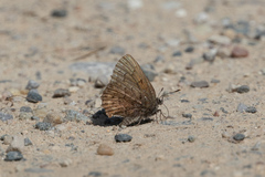 Callophrys