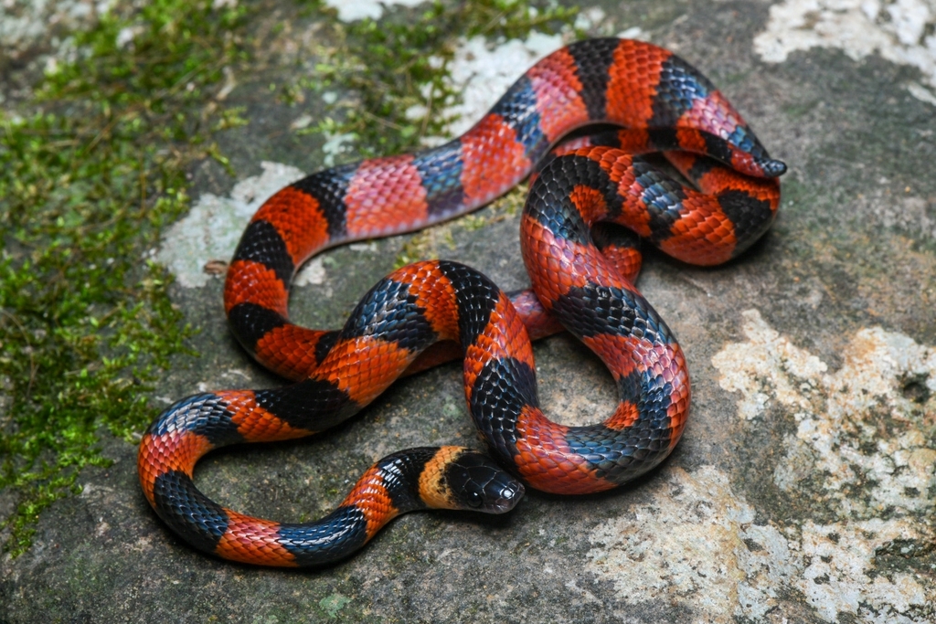 Forest Flame Snake
