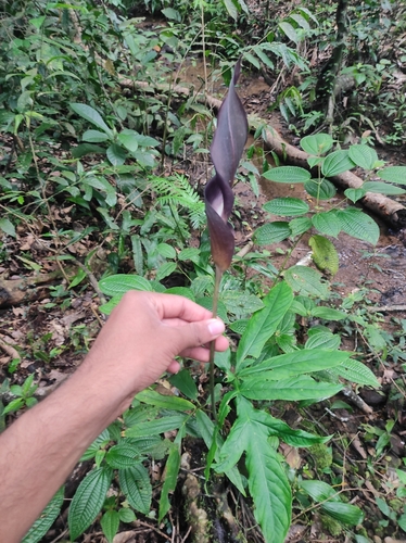 Anaphyllum wightii, 2024-10-31