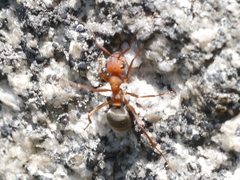 Formica obscuripes