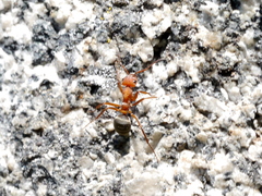 Formica obscuripes