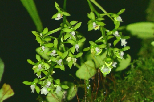 Epidendrum parviflorum (Lindl.) Lindl.