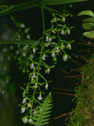 Epidendrum parviflorum (Lindl.) Lindl. 3