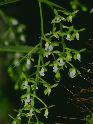 Epidendrum parviflorum (Lindl.) Lindl. 4