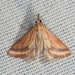 Yellow-veined Moth - Photo (c) Ken-ichi Ueda, some rights reserved (CC BY), uploaded by Ken-ichi Ueda