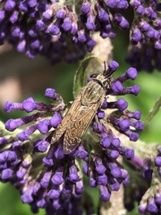 Haematopota pluvialis