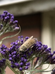 Haematopota pluvialis