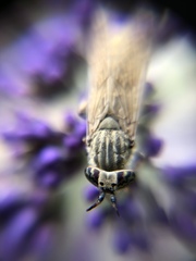 Haematopota pluvialis