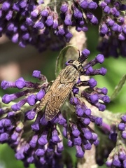 Haematopota pluvialis