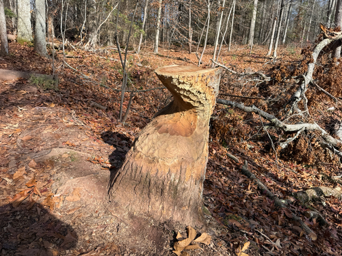American Beaver photographed in Tennessee