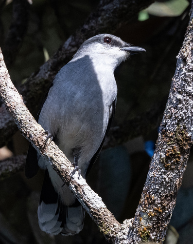 Mauritius Cuckooshrike