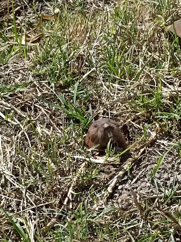 Smoky Pocket Gopher