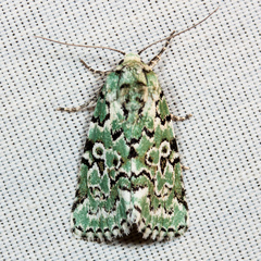 Bryolymnia viridata