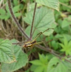 Leucauge celebesiana
