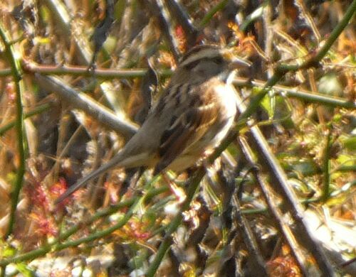 White-throated Sparrow photographed in West Virginia