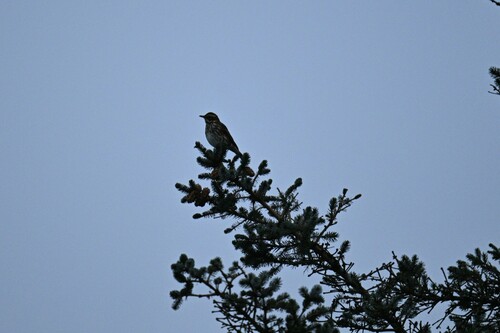 Redwing, Nationaal Park Duinen van Texel, De Cocksdorp, Netherlands, photo 9 of 10
