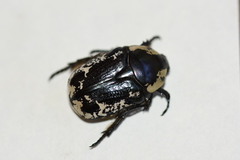Protaetia trojana