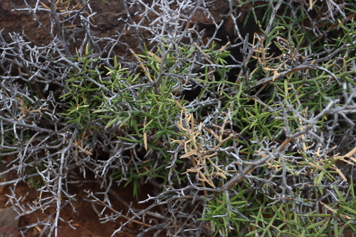 Image of Asparagus striatus by (c) Tony Rebelo, some rights reserved (CC BY-SA)
