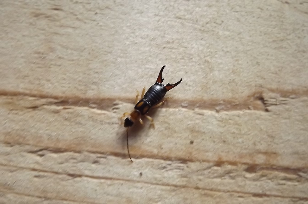Forficula ruficollis