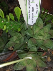 Haworthia