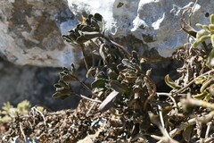 Iberis gibraltarica, photograph author not stated, no rights reserved