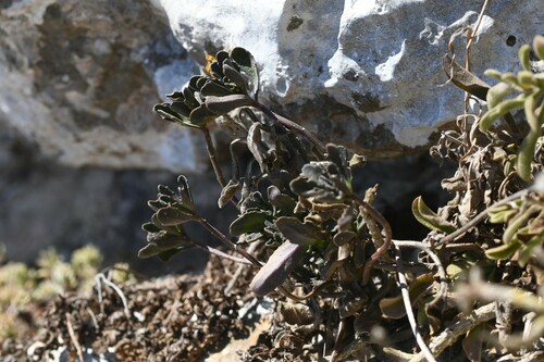 Image of Iberis gibraltarica by (c) Kian Hayles-Cotton, some rights reserved (CC BY)