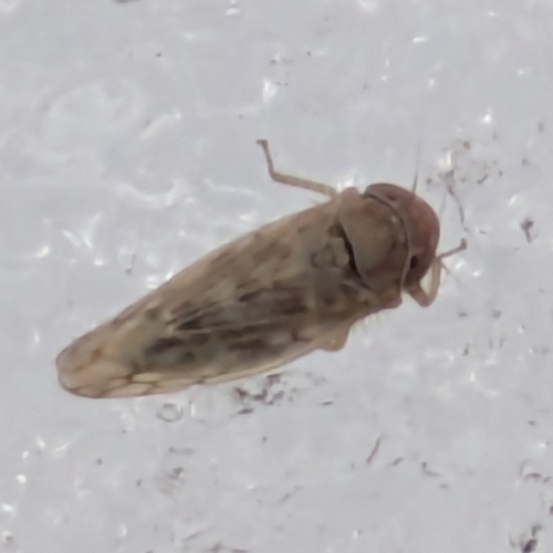Beet Leafhopper photo 4