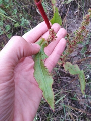 Rumex × acutus