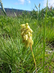 Orthochilus foliosus