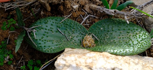 Kners Hedgehog Lily (Massonia gypsicola)