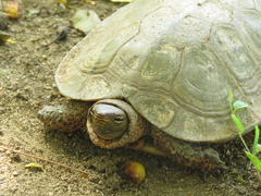 Rhinoclemmys pulcherrima pulcherrima