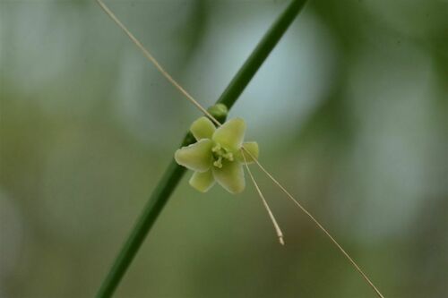 Sauropus paucifolius