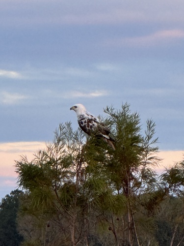 Red-tailed Hawk photographed in Alabama