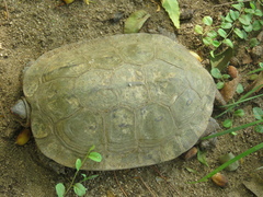 Rhinoclemmys pulcherrima pulcherrima