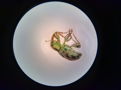 Coniatus splendidulus