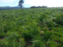 Orthochilus foliosus