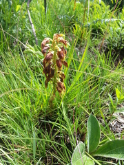 Orthochilus foliosus