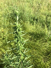 Liatris novae-angliae