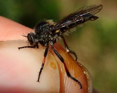 Leptarthrus brevirostris