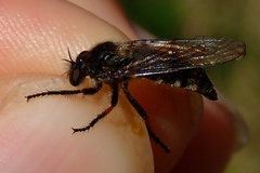 Leptarthrus brevirostris